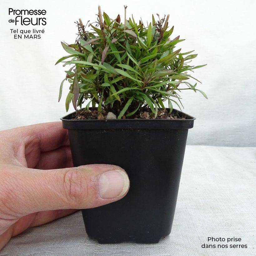 Exemplaar van Coreopsis Citrine - Meisjesogen Kweekpotje van 8/9 cm zoals geleverd in de winter