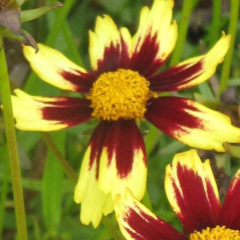 Coreopsis Cosmic Eye - Meisjesogen (Bloei)