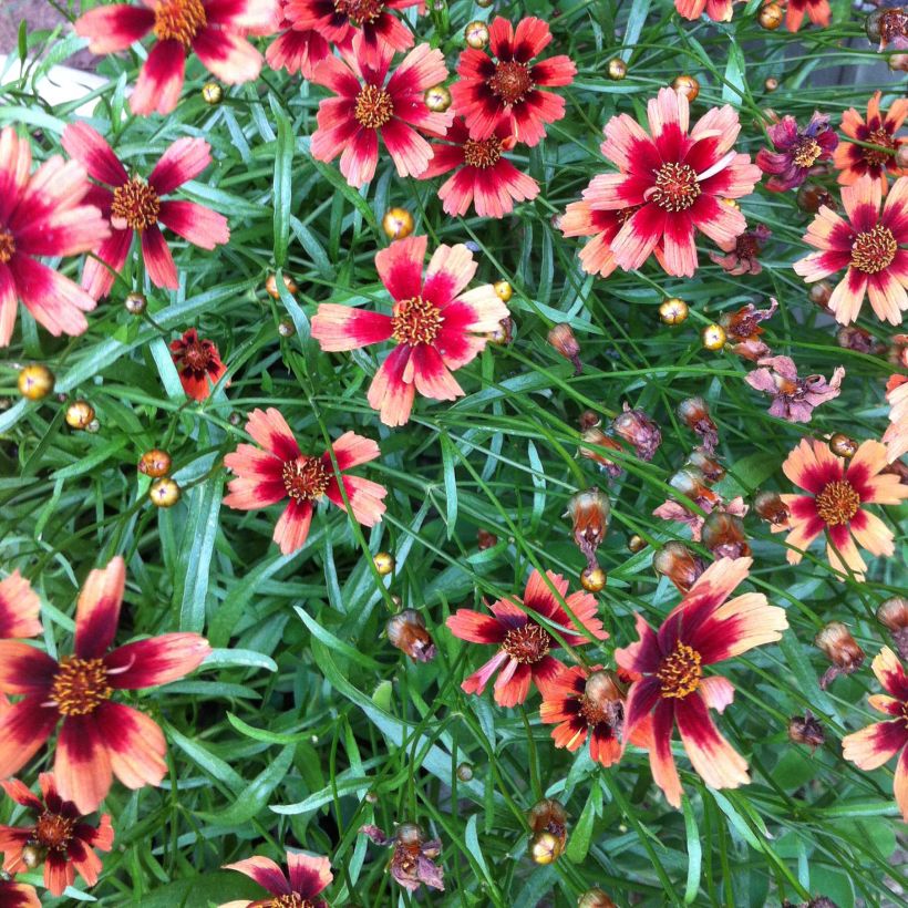 Coreopsis Desert Coral - Meisjesogen (Bloei)