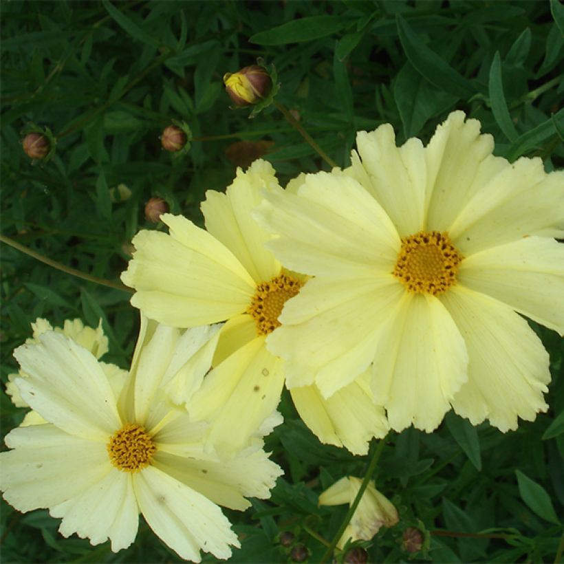Coreopsis Full Moon Madness - Meisjesogen (Bloei)