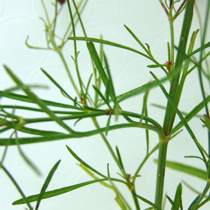 Coreopsis rosea Limerock Ruby - Roze meisjesogen (Blad)