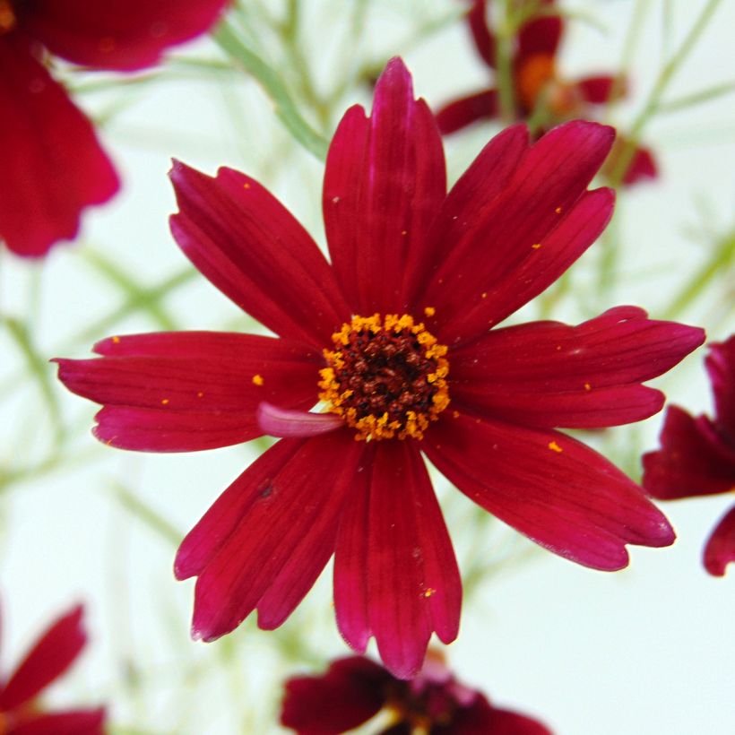 Coreopsis rosea Limerock Ruby - Roze meisjesogen (Bloei)