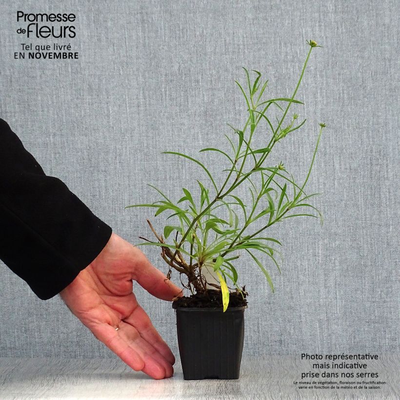 Exemplaar van Coreopsis Mercury Rising - Meisjesogen Kweekpotje van 8/9 cm zoals geleverd in de herfst