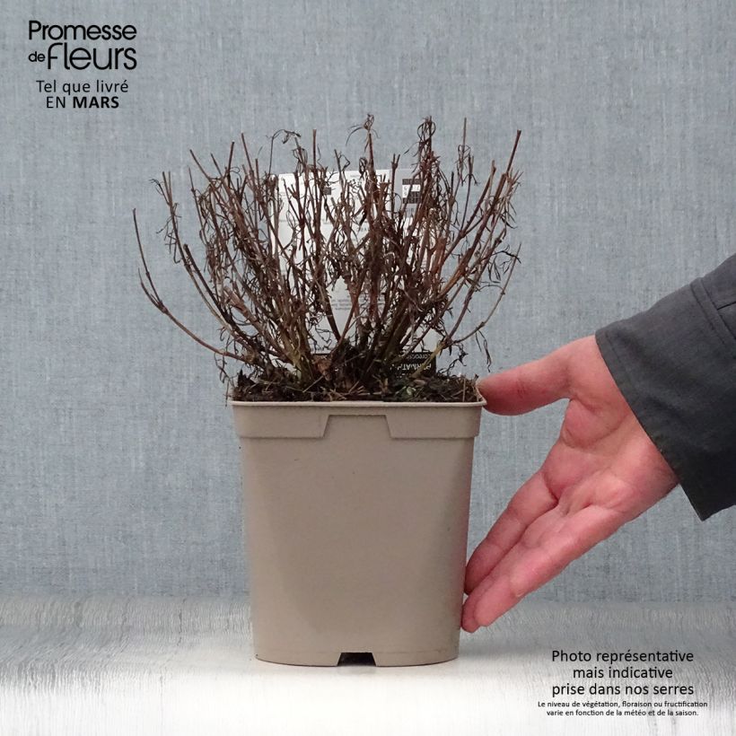 Exemplaar van Coreopsis Red Satin - Meisjesogen Pot van 2 l/3 l zoals geleverd in de lente