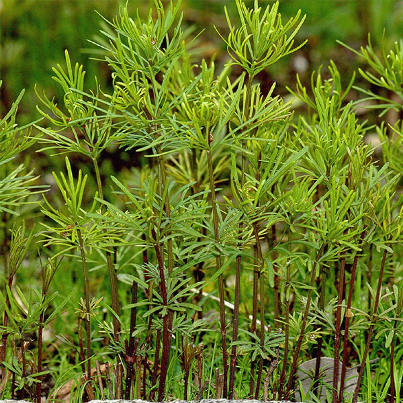 Coreopsis Ruby Red - Meisjesogen (Blad)