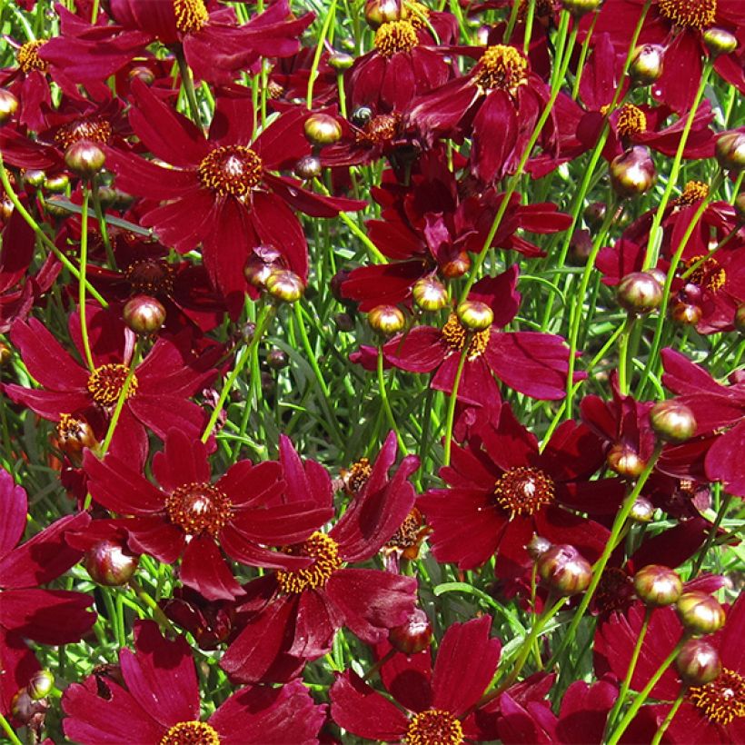 Coreopsis Ruby Red - Meisjesogen (Bloei)