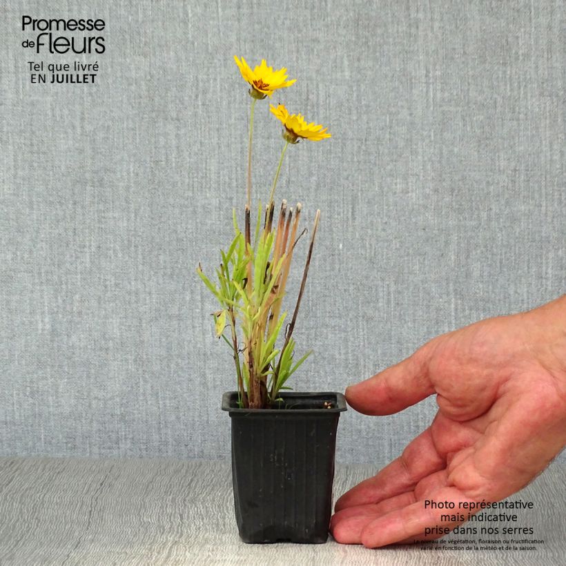 Exemplaar van Coreopsis alpinus Early Sunrise - Meisjesogen Kweekpotje van 7/8 cm zoals geleverd in de zomer