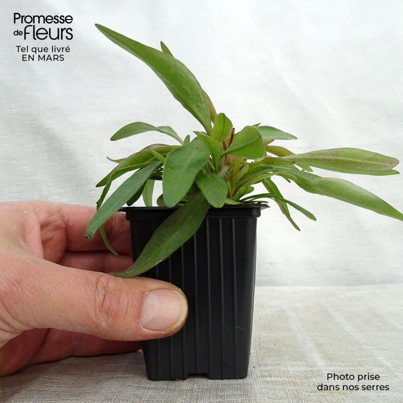 Exemplaar van Coreopsis alpinus Early Sunrise - Meisjesogen Kweekpotje van 7/8 cm zoals geleverd in de lente