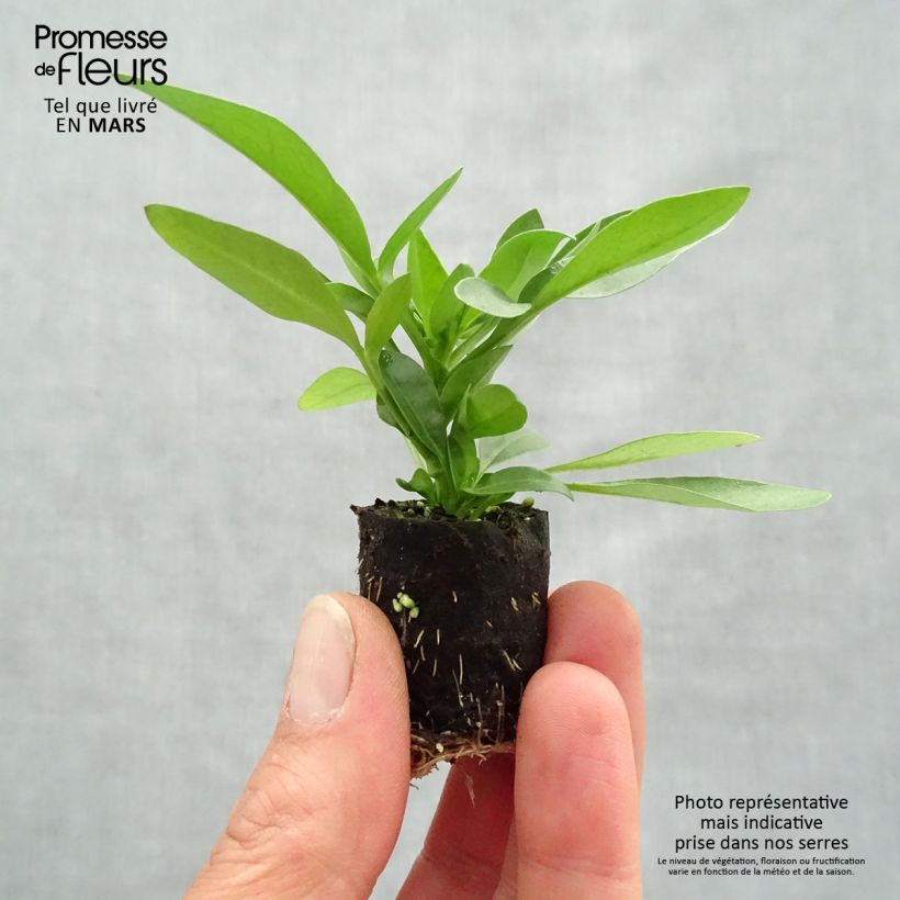 Exemplaar van Coreopsis Sunstar Orange - Meisjesogen Mini-mot Ø 3/4 cm zoals geleverd in de lente