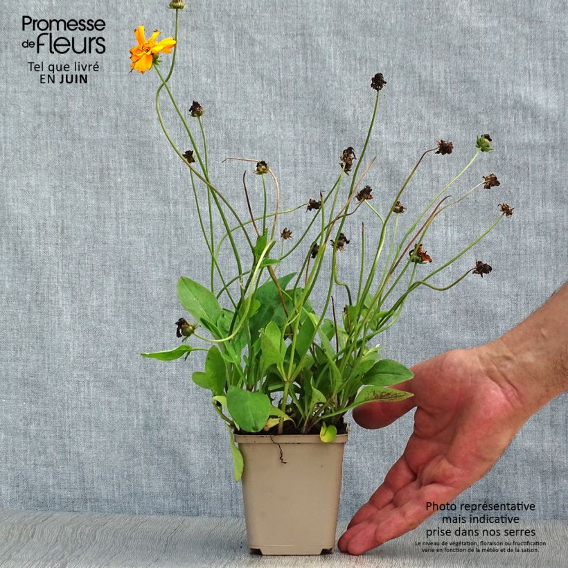 Exemplaar van Coreopsis auriculata Nana - Meisjesogen Kweekpotje van 8/9 cm zoals geleverd in de zomer