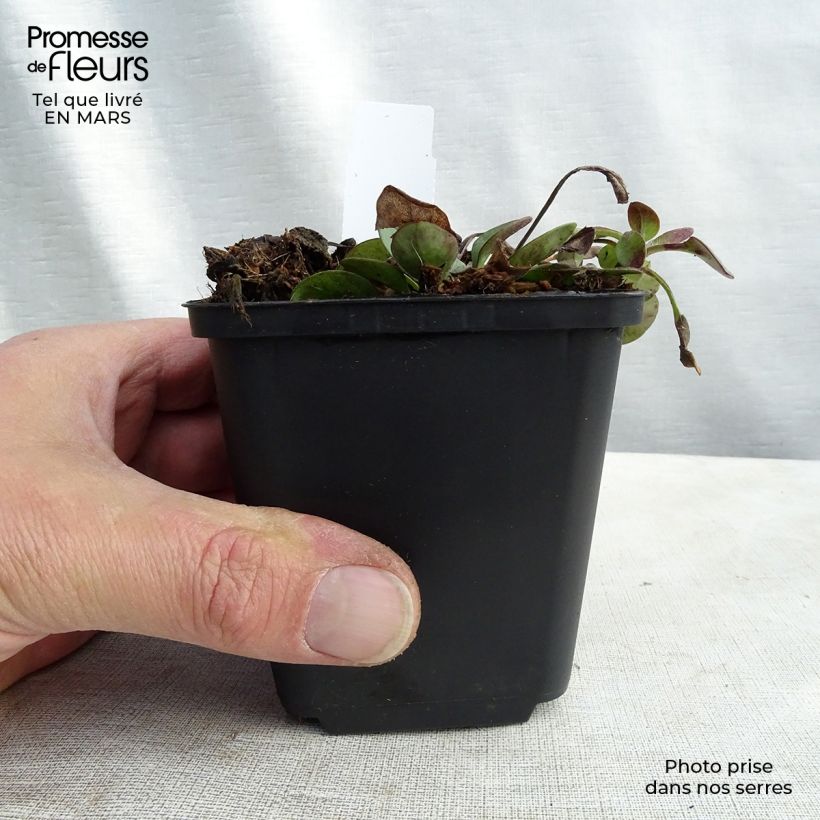 Exemplaar van Coreopsis auriculata Nana - Meisjesogen Kweekpotje van 8/9 cm zoals geleverd in de lente