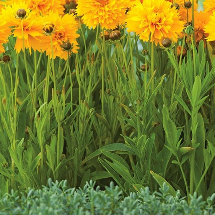 Coreopsis grandiflora Badengold - Meisjesogen (Blad)