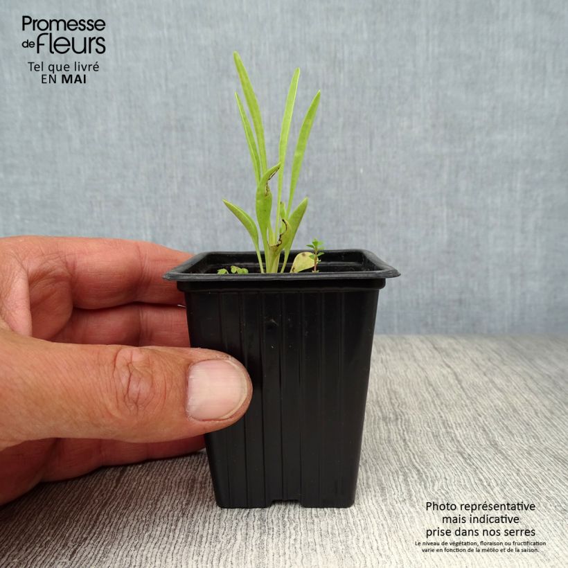 Exemplaar van Coreopsis grandiflora Louis d'Or - Meisjesogen Kweekpotje van 7/8 cm zoals geleverd in de lente