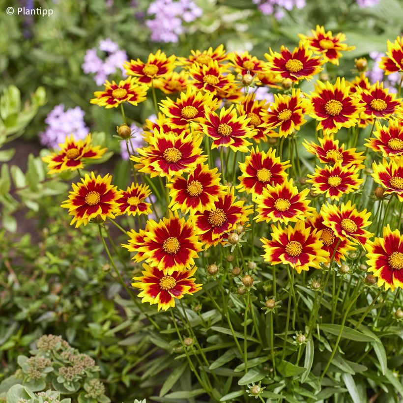 Coreopsis grandiflora Solar Jewel - Meisjesogen (Bloei)