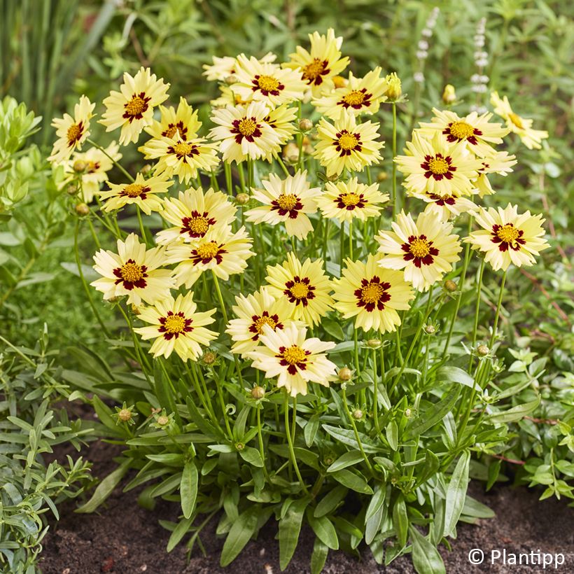 Coreopsis grandiflora Solar Moon - Meisjesogen (Bloei)