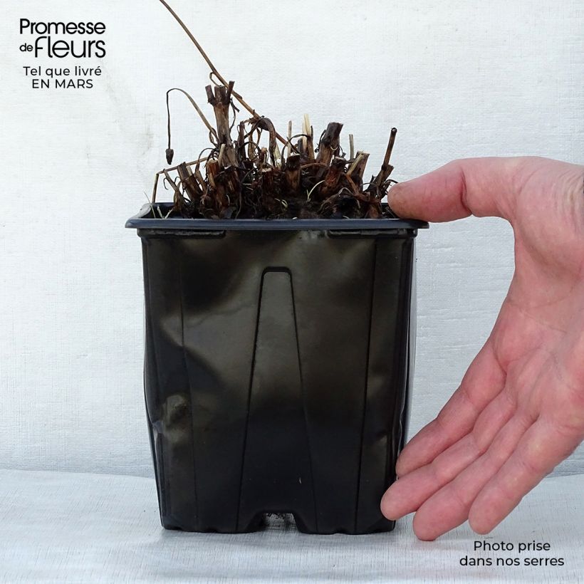 Exemplaar van Coreopsis grandiflora Sonnenkind - Meisjesogen Pot van 2 l/3 l zoals geleverd in de lente