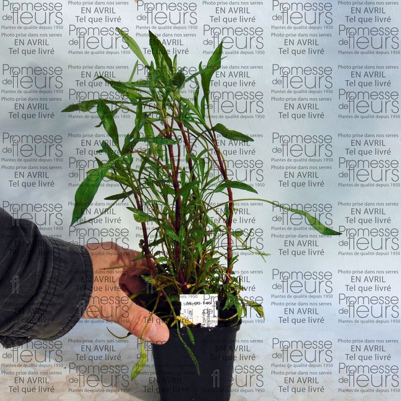 Voorbeeld van een exemplaar van Coreopsis rosea Heaven's Gate - Roze meisjesogen Kweekpotje van 8/9 cm zoals geleverd