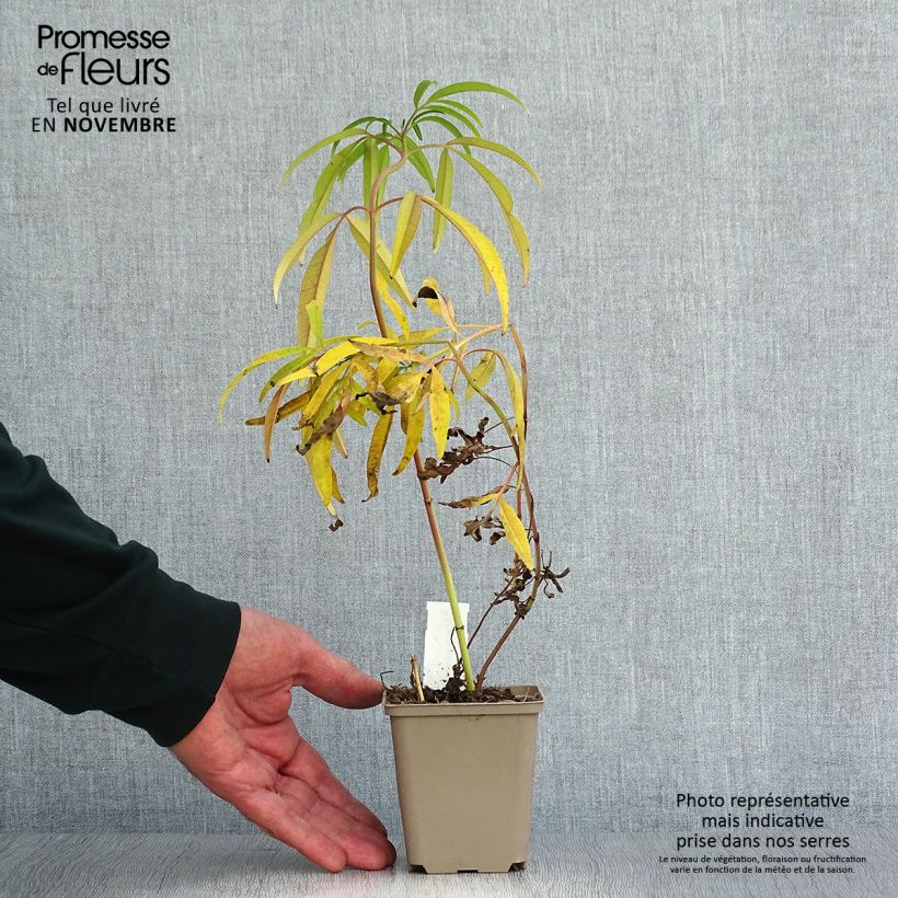 Exemplaar van Coreopsis tripteris - Meisjesogen Kweekpotje van 8/9 cm zoals geleverd in de herfst