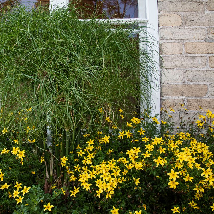 Coreopsis verticilata Sunbeam - Meisjesogen (Groeiplaats)