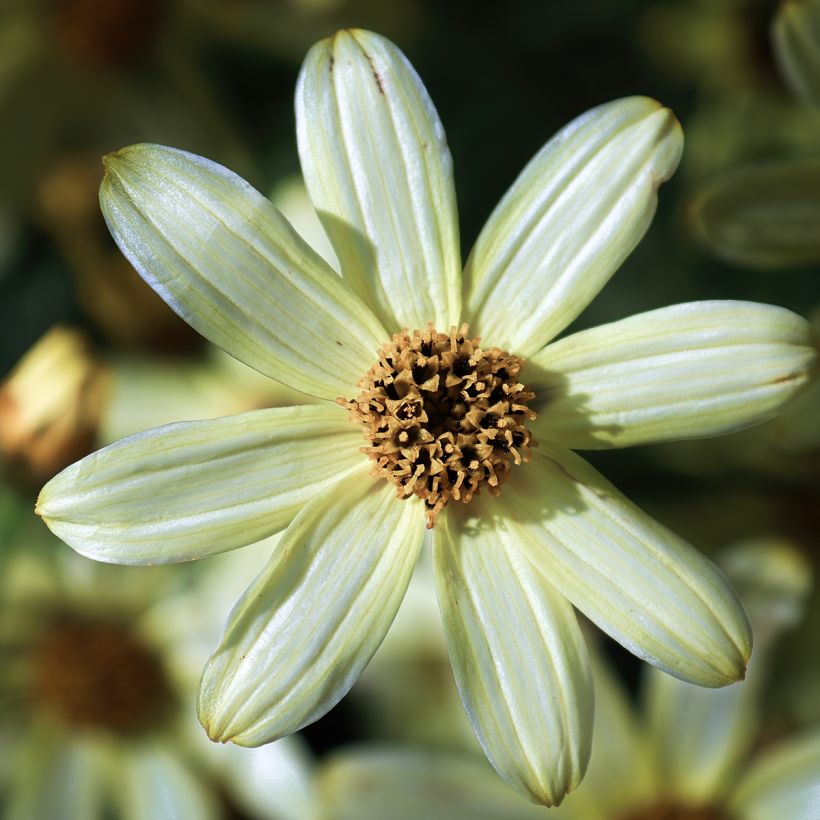 Coreopsis verticillata Moonbeam - Meisjesogen (Bloei)