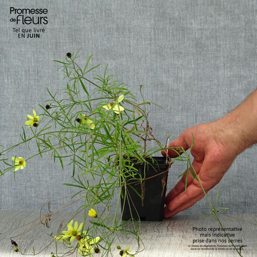 Exemplaar van Coreopsis verticillata Moonbeam - Meisjesogen Kweekpotje van 7/8 cm zoals geleverd in de zomer
