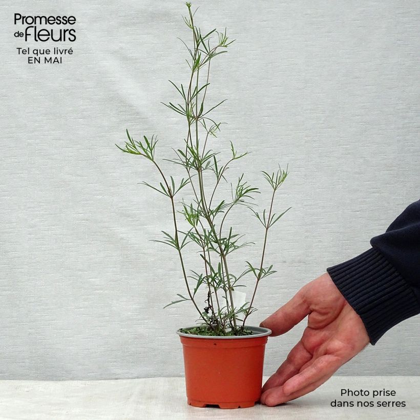 Exemplaar van Coreopsis verticillata Moonbeam - Meisjesogen Kweekpotje van 7/8 cm zoals geleverd in de lente