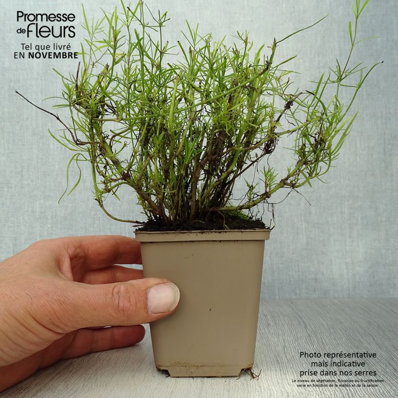 Exemplaar van Coreopsis verticillata Route 66 - Meisjesogen Kweekpotje van 8/9 cm zoals geleverd in de herfst