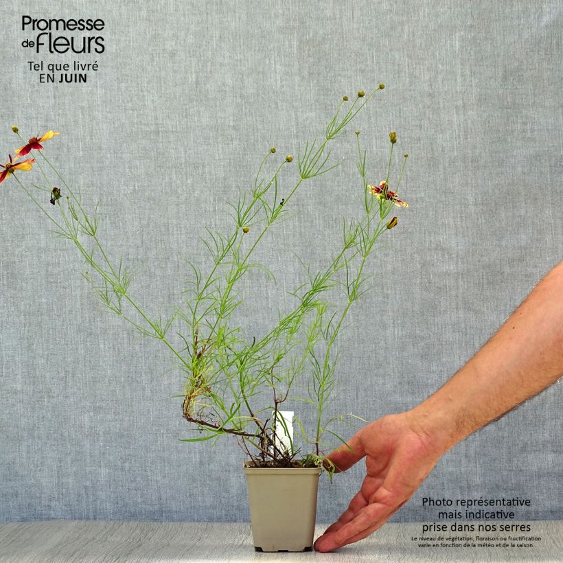 Exemplaar van Coreopsis verticillata Route 66 - Meisjesogen Kweekpotje van 8/9 cm zoals geleverd in de zomer