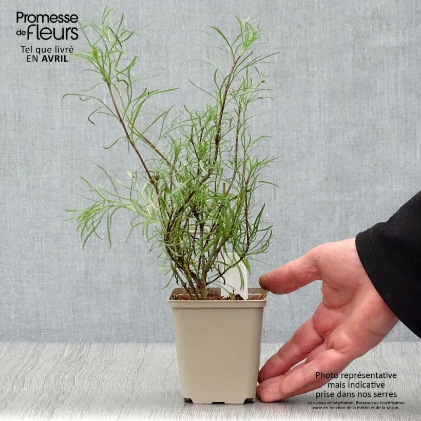 Exemplaar van Coreopsis verticillata Route 66 - Meisjesogen Kweekpotje van 8/9 cm zoals geleverd in de lente