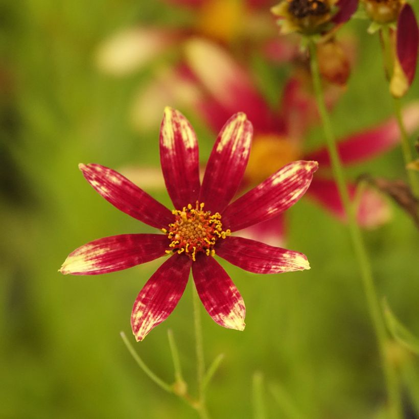 Coreopsis verticillata Route 66 - Meisjesogen (Bloei)