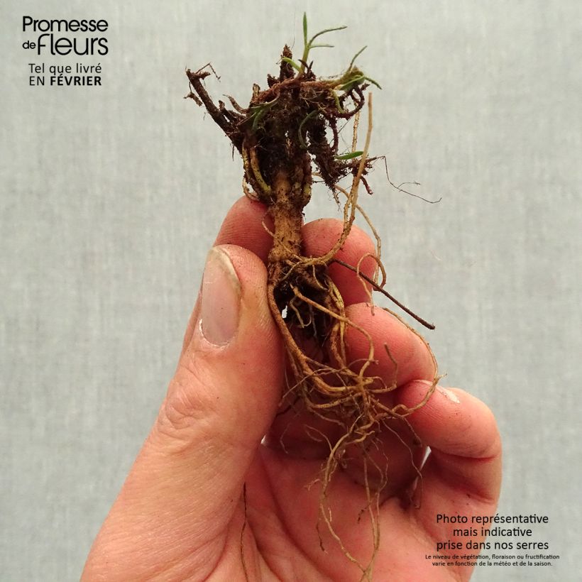 Exemplaar van Coreopsis verticillata S&S Curry Up - Meisjesogen Naakte wortel zoals geleverd in de winter