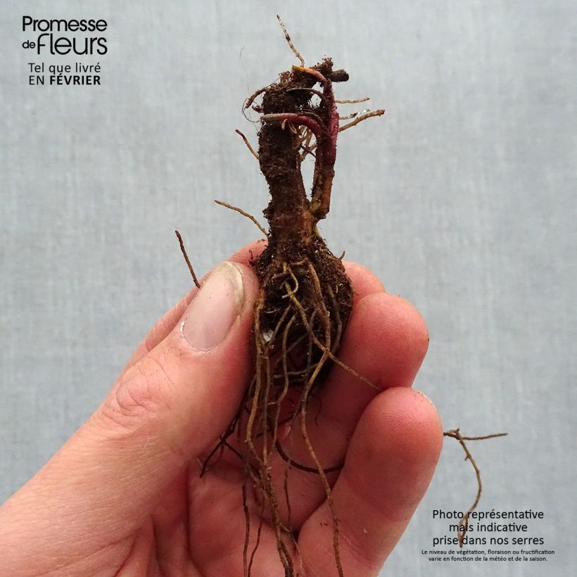 Exemplaar van Coreopsis verticillata Sassy Saffron - Meisjesogen Naakte wortel zoals geleverd in de winter