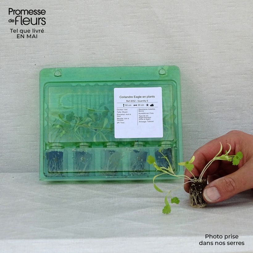 Exemplaar van Koriander Eagle (jonge planten) - Coriandrum sativum Mini-mot Ø 1,5/2,5 cm zoals geleverd in de lente