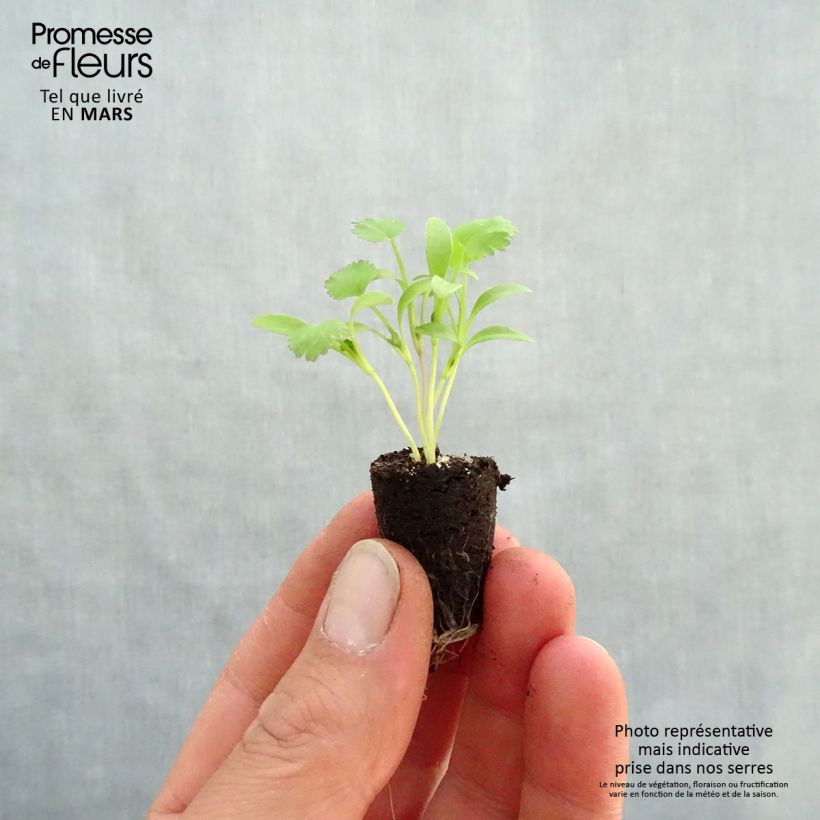 Example of Koriander BIO - Coriandrum sativum (jonge planten in perspotjes) Mini-mot Ø 1,5/2,5 cm as you get in printemps