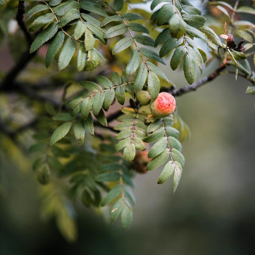 Sorbus domestica - Peerlijsterbes (Blad)