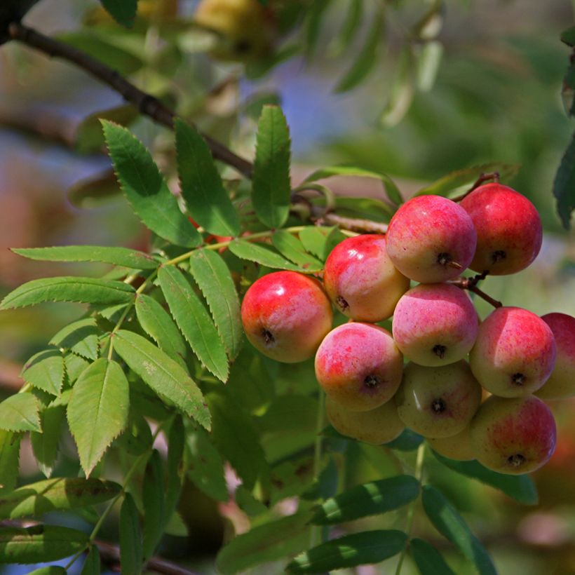 Sorbus domestica - Peerlijsterbes (Oogst)