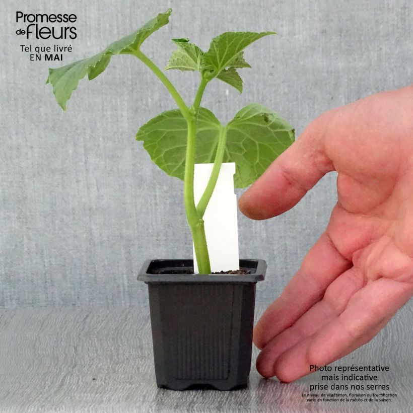 Exemplaar van Augurk Vert Petit de Paris (jonge planten) Kweekpotje van 7/8 cm zoals geleverd in de lente