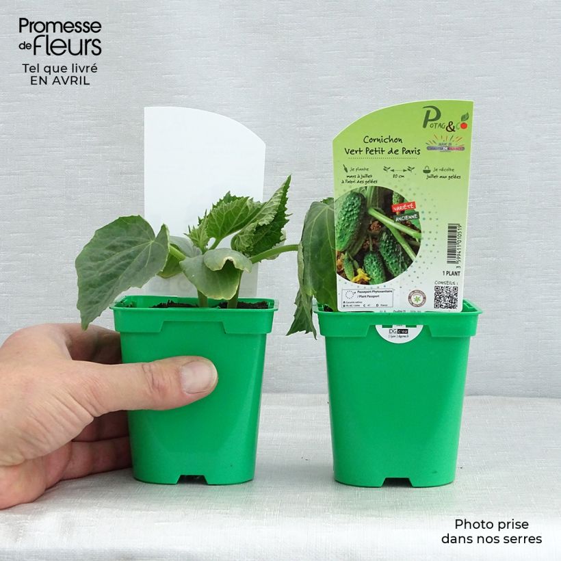 Exemplaar van Augurk Vert Petit de Paris (jonge planten) Pot van 10 cm/11 cm zoals geleverd in de lente