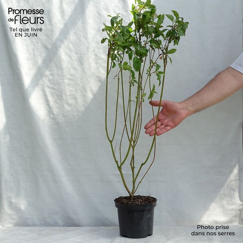 Exemplaar van Witte kornoelje - Cornus alba Pot van 2 l/3 l zoals geleverd in de zomer