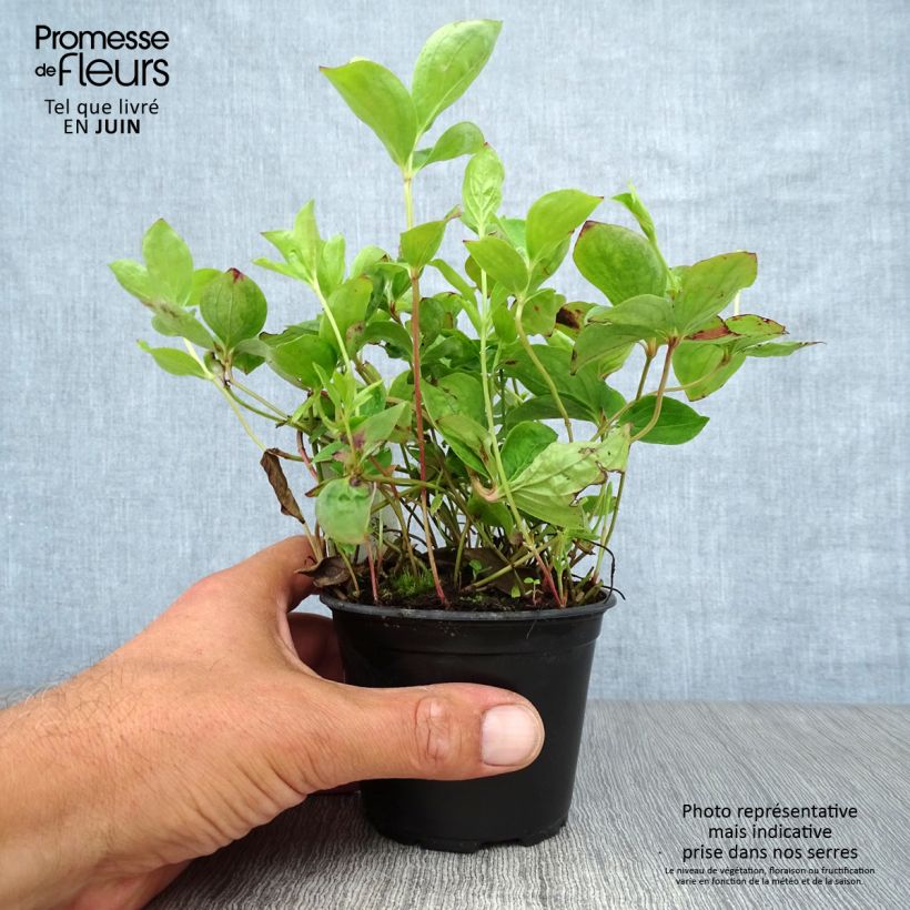 Exemplaar van Cornus canadensis - Kruipende kornoelje Kweekpotje van 8/9 cm zoals geleverd in de zomer