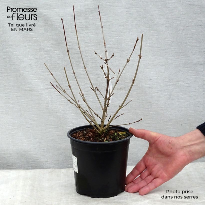 Example of Cornus kousa - Japanse kornoelje Pot van 2 l/3 l as you get in printemps