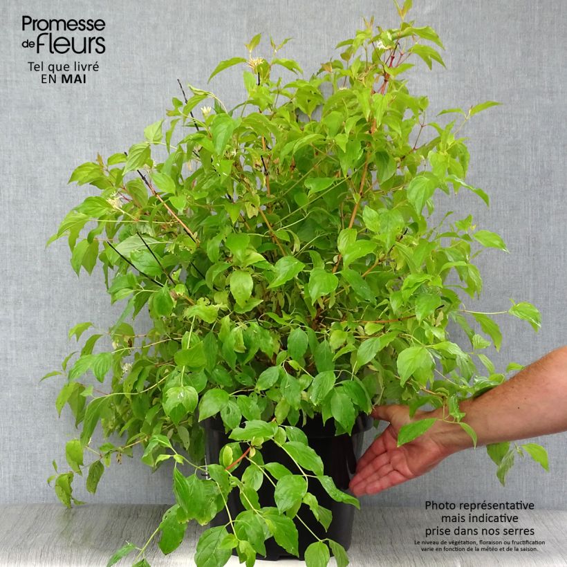 Example of Cornus sanguinea Anny's Winter Orange - Rode kornoelje Pot van 7,5 l/10 l as you get in printemps