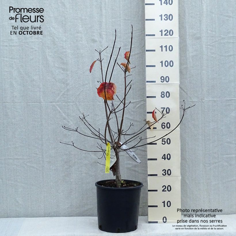 Exemplaar van Cornus nuttallii florida Ascona - Grootbloemige kornoelje Pot van 12 l/15 l zoals geleverd in de herfst