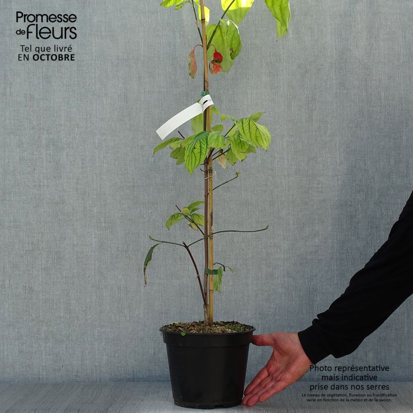 Exemplaar van Cornus nuttalii Eddies White Wonder - Grootbloemige kornoelje Pot van 4 l/5 l zoals geleverd in de herfst