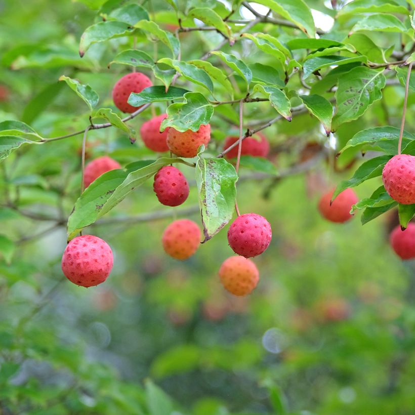 Cornus Norman Hadden - Japanse kornoelje (Oogst)