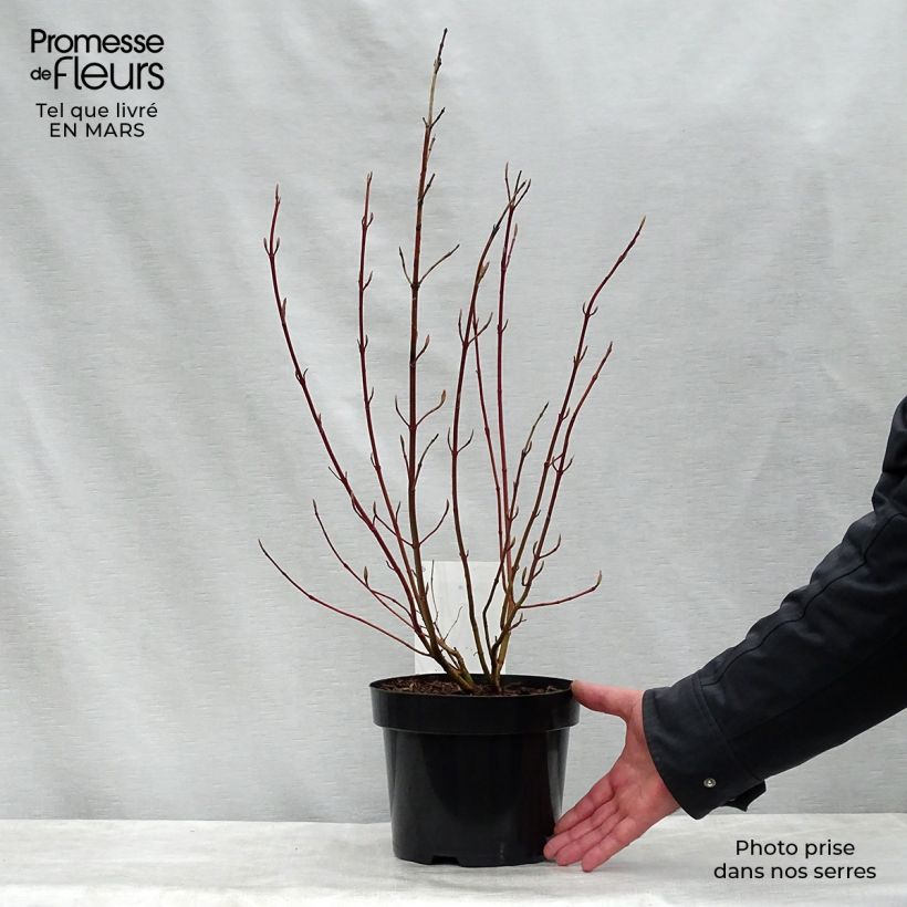 Example of Cornus alba Aurea - Witte kornoelje Pot van 2 l/3 l as you get in printemps
