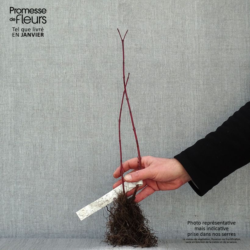 Example of Cornus alba Aurea - Witte kornoelje Naakte wortel, Struik as you get in hiver