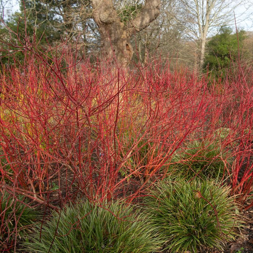Cornus alba Baton Rouge - Witte kornoelje (Groeiplaats)
