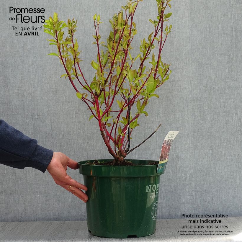 Exemplaar van Cornus alba Baton Rouge - Witte kornoelje Pot van 4 l/5 l zoals geleverd in de lente