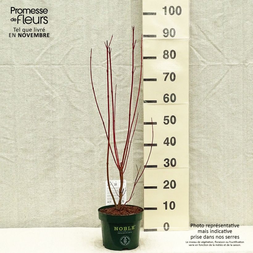 Exemplaar van Cornus alba Baton Rouge - Witte kornoelje Pot van 2 l/3 l zoals geleverd in de herfst
